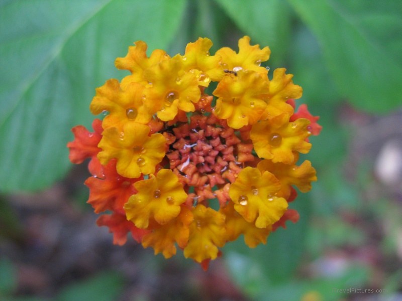 Espadilla flower